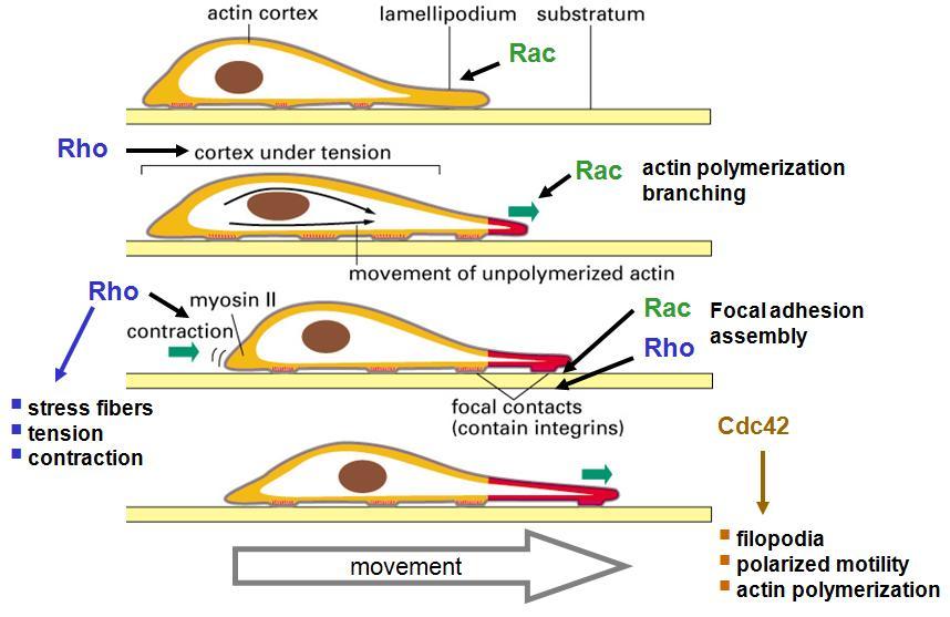 During cell movement there is participation of different actin activities during cell movement like disassembly, nucleation, branching, severing, capping and bundling.