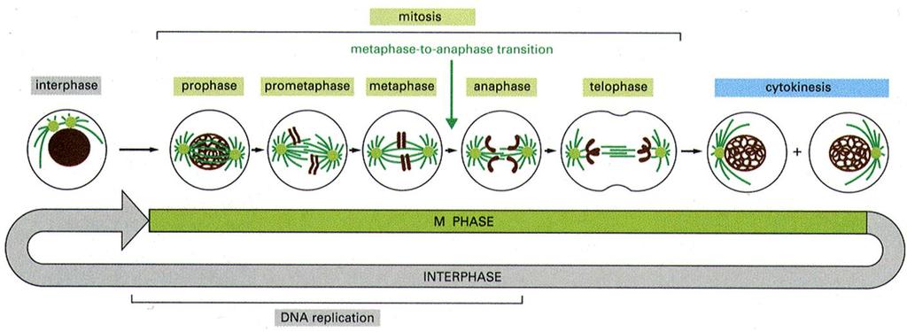 The Cell Cycle and its Regulation by Dr Vania Braga Different cells divide at different rates, and there are various factors that influence this.