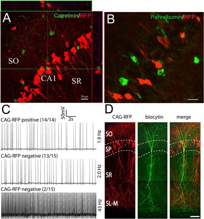 Navarro-Quiroga et al. Toolbox J. Neurosci., May 9, 2007 27(19):5007 5011 5009 Figure 2. Electroporation on E14.5 resulted in selective transfection of pyramidal neurons.