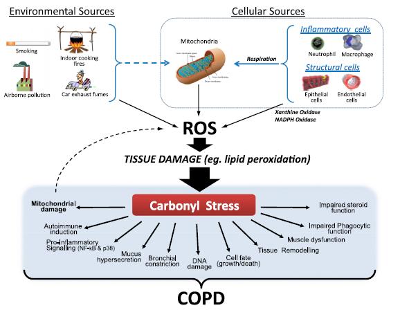 OXIDATIVE STRESS IN COPD