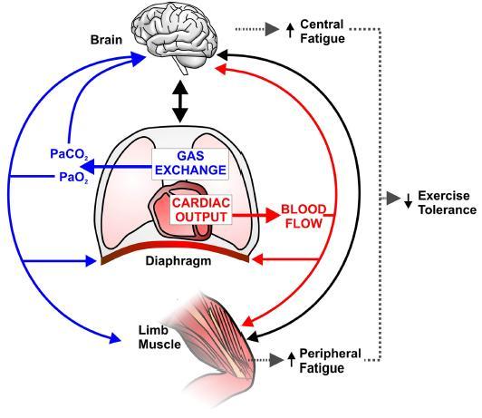 Potential implications of abnormal pulmonary gas exchange and central hemodynamics on CNS(brain) and