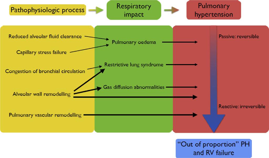 Pathophysiology and Clinical Relevance of Pulmonary Remodelling in Pulmonary Hypertension due to Left Heart Diseases Lung injury