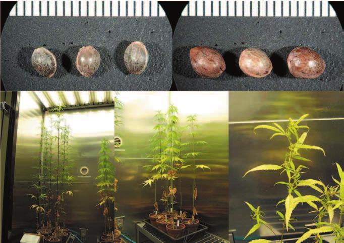 Growth characteristics of Cannabis sativa L. cultivated in a phytotron and in the field 17 Fig. 2.