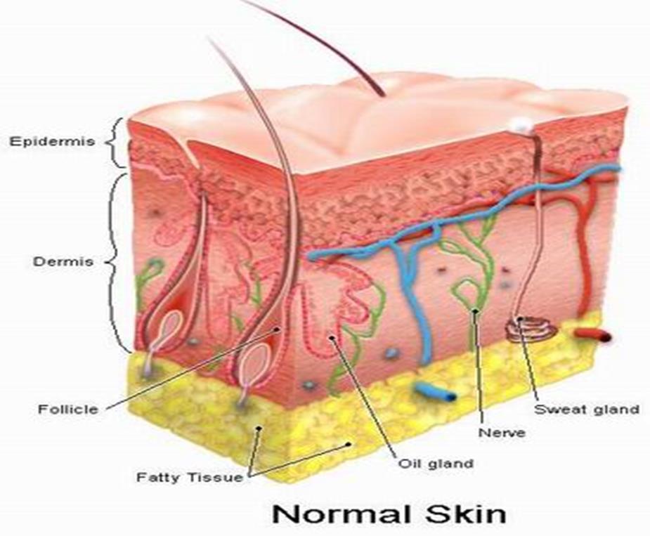 Composition of skin Skin consists of four layers