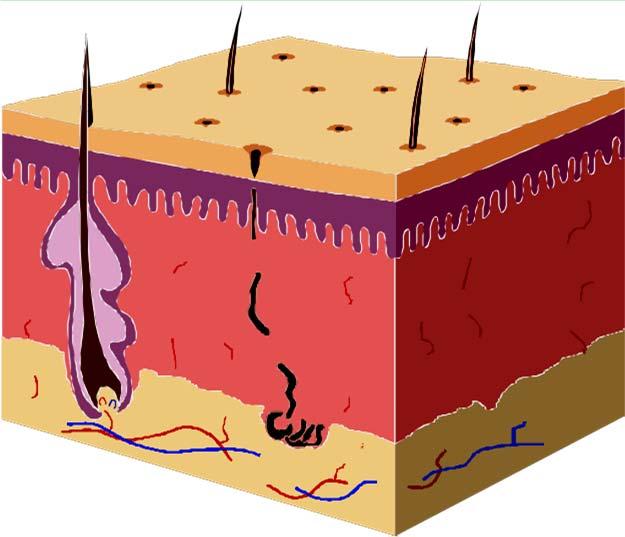 Anatomy Epidermis Dermis Hypodermis (subcutaneous tissue) Epidermis Avascular Outer layer composed of 5 layers.5 to 1.