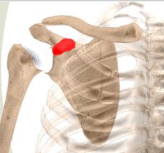 Coracoid Process The coracoid process is the extension around the shoulder joint at the front.