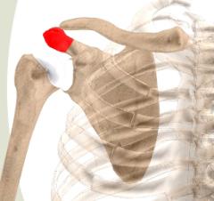 Glenoid Glenoid, is the depression at the end of scapula that forms the socket of ball-and-socket shoulder joint.