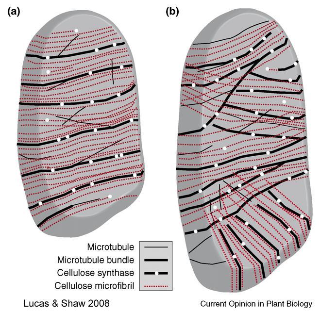 MT-Microfibril Co-Alignment Distribution