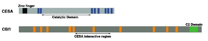 MT-CSA Co-Alignment transmembrane domain ARM, Armadillo repeat core motif C2- phospholipid-binding Cellulose