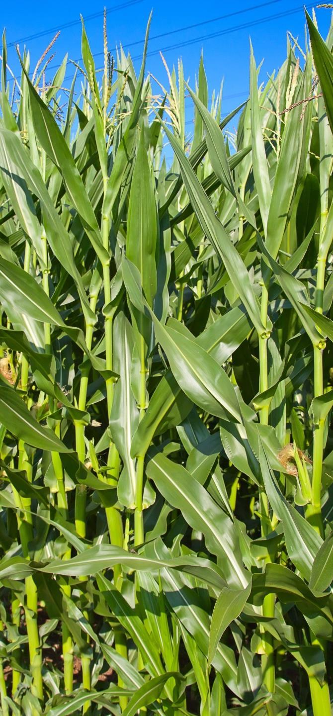 Outline Feeding value: How to predict Feeding value of maize products Effect of