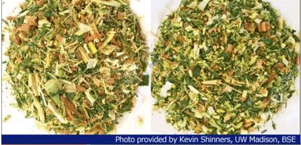 Effect of processing of silage maize on in vivo nutrient digestibility Shredlage vs.