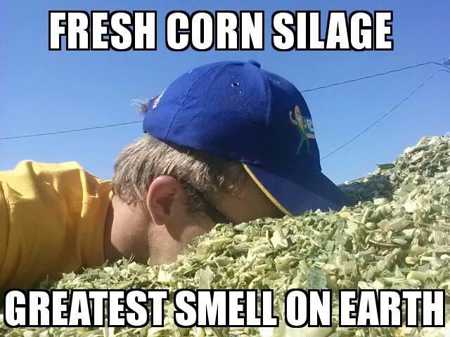 FRESH MAIZE SILAGE Thank you!