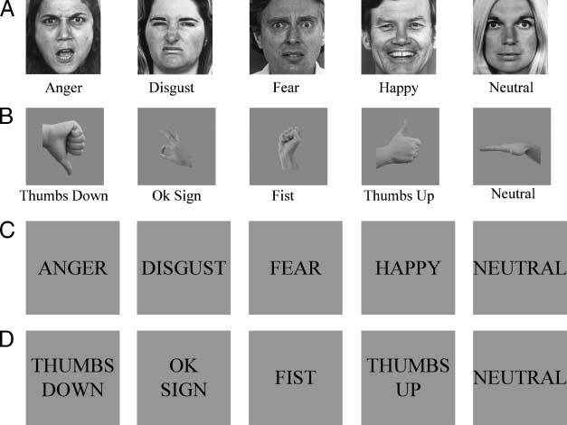 of their mental states (Decety & Chaminade, 2003). Distinctions between the human MNS representation of facial expressions and social hand gestures are not well understood. Leslie et al.