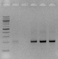 hvegf mrna RNA adapter GR5N hksp mrna 3 cleavage product RNA adapter GR5N hvegf mrna
