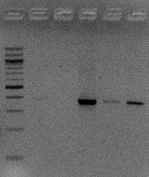 VSP 02 4 2 1 m g / k g cdna hvegf mrna 3 cleavage product Rev4 Rev3 cdna PCR product