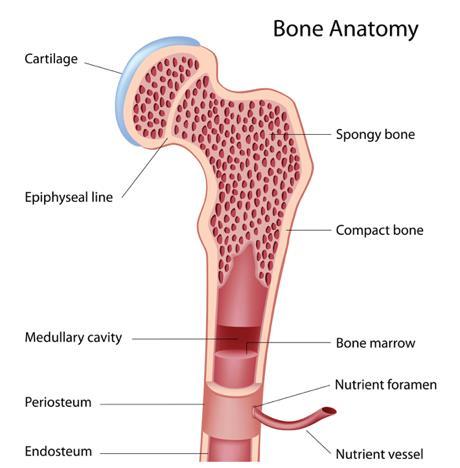 The bone marrow The bone marrow is inside the bones of the body and is the site where blood cells are made.