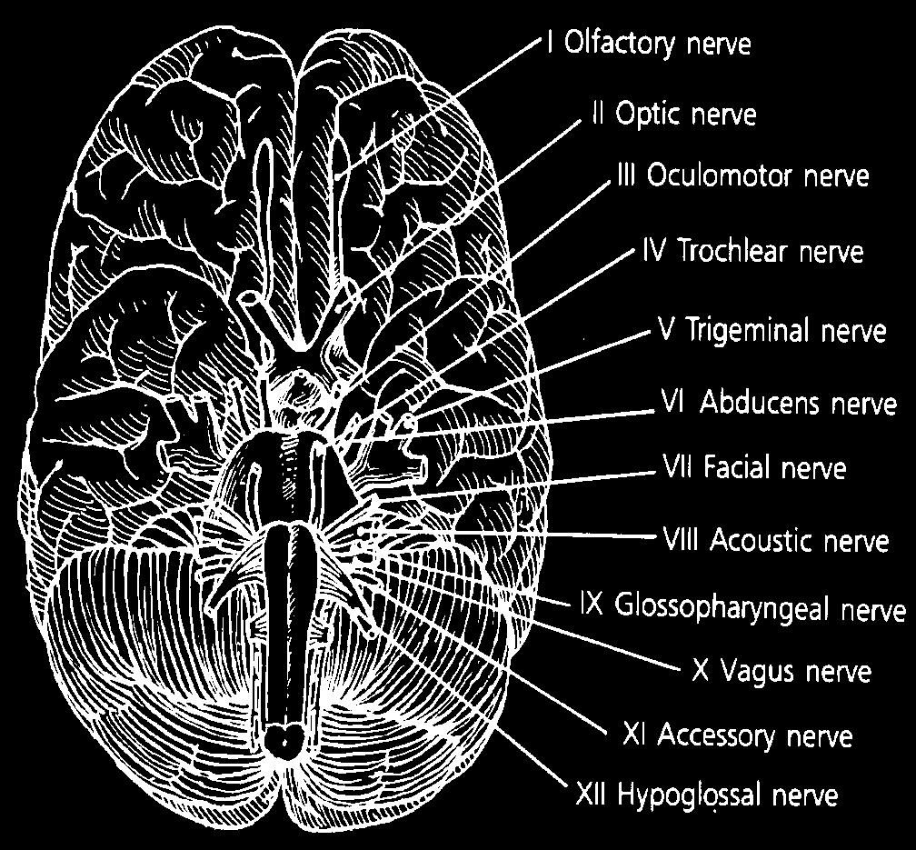 Follow Up Acute Assessment Cranial Nerves 90% of a thorough head injury assessment CNN Assessment Guide SCAT 5 and Child SCAT 5 When and Where? Directly after injury? / On Sideline?