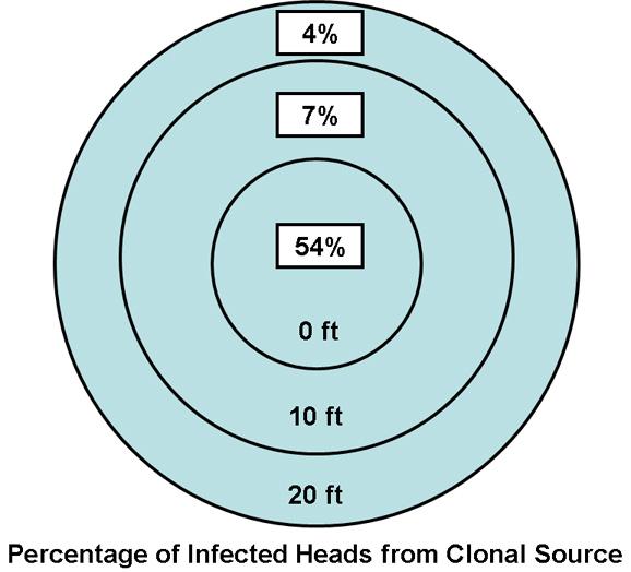 Local distance infection by released clones of G.