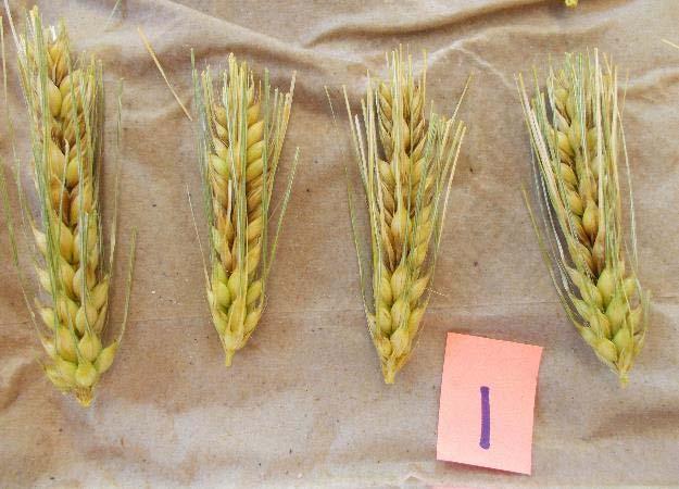6 Row malting barley FHB symptoms Surface sterilized