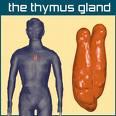 THYMUS Located beneath the sternum and can be located lying over the base of the heart Functions to support the immune