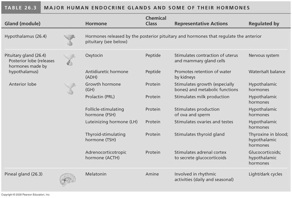 26.3 Overview: The vertebrate endocrine system consists of more than a dozen major glands!