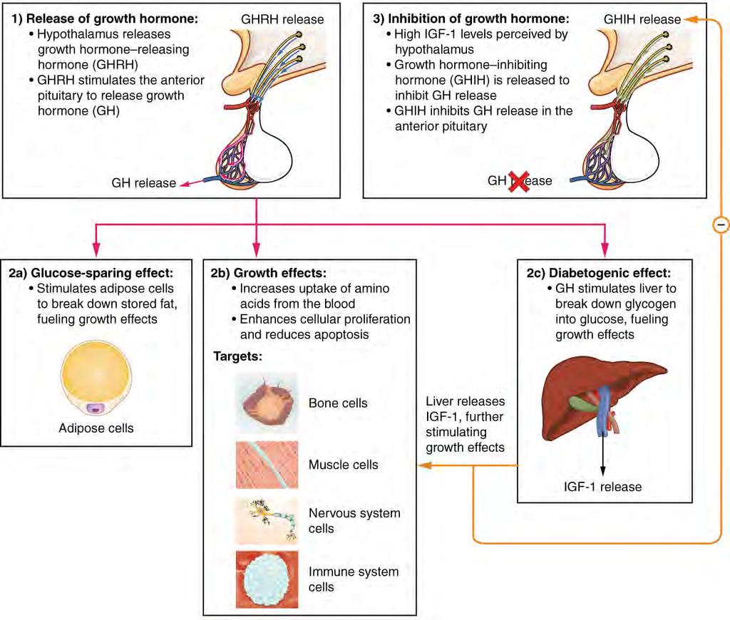 748 Chapter 17 The Endocrine System Figure 17.10 Hormonal Regulation of Growth Growth hormone (GH) directly accelerates the rate of protein synthesis in skeletal muscle and bones.