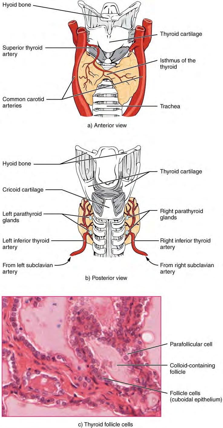 752 Chapter 17 The Endocrine System Figure 17.12 Thyroid Gland The thyroid gland is located in the neck where it wraps around the trachea. (a) Anterior view of the thyroid gland.