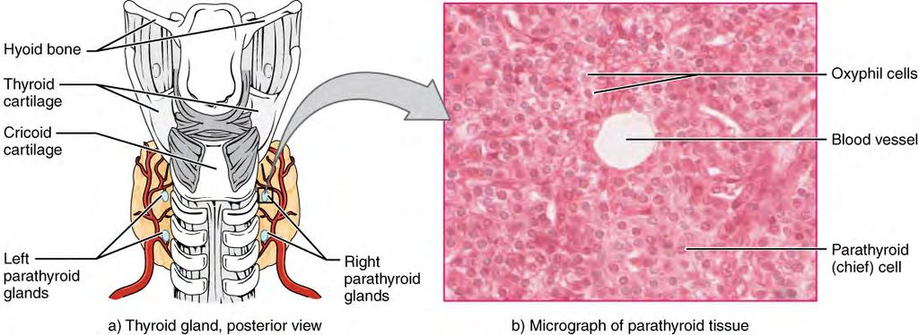 Chapter 17 The Endocrine System 757 Figure 17.15 Parathyroid Glands The small parathyroid glands are embedded in the posterior surface of the thyroid gland. LM 760.