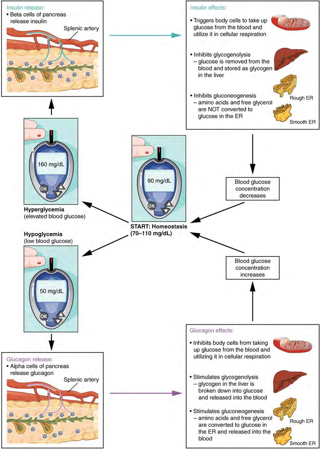 Chapter 17 The Endocrine System 767 Figure 17.19 Homeostatic Regulation of Blood Glucose Levels Blood glucose concentration is tightly maintained between 70 mg/dl and 110 mg/dl.