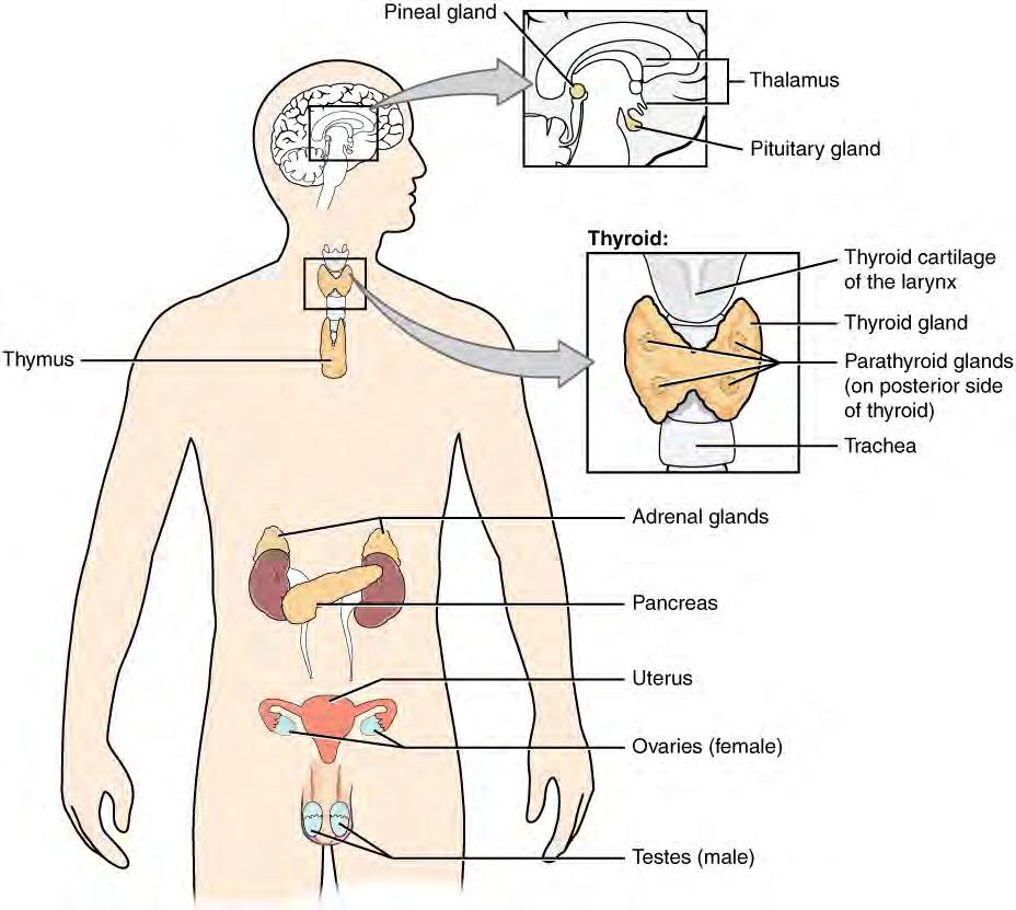 734 Chapter 17 The Endocrine System Figure 17.2 Endocrine System role in homeostasis.