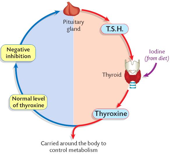 Control of Thyroxine levels This is similar to the control of a central heating system. It is called negative feedback.