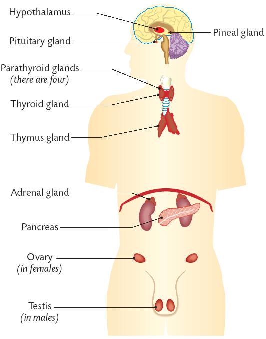 There are 10 main endocrine glandsin the body.