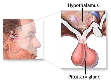 Hypothalamus & Pituitary Gland