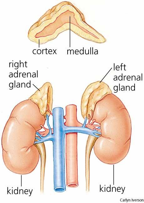 Adrenal Glands Cortex: corticosteroids- essential