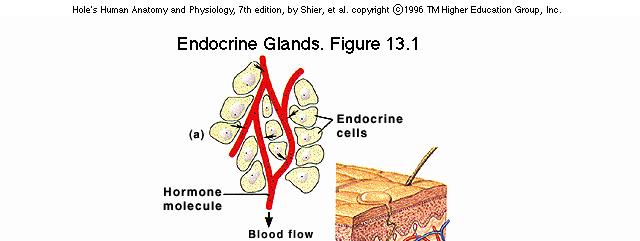 Endocrine System Bio 250 Human Anatomy & Physiology Endocrine vs.