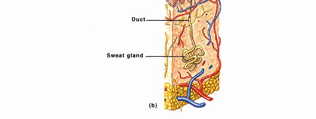 into body fluids (the internal environment) Exocrine glands