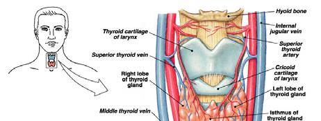 Thyroid Gland Located in the neck and has two lobes