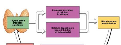 Calcitonin Calcitonin lowers blood calcium