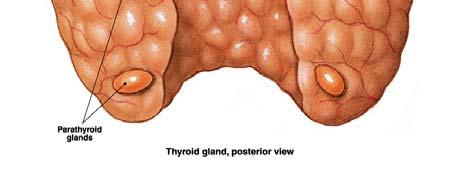 glands Secrete Parathyroid hormone (PTH)
