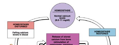 osteoclasts to resorb bone calcium ions Inhibits