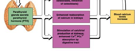 kidneys to conserve calcium ion Stimulates