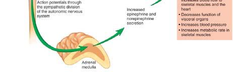 Adrenal medulla consists of