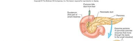 Pancreas Exocrine gland producing digestive