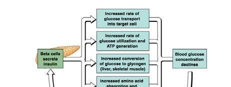 moves glucose through cell membranes, stimulates