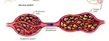 Neuro-Endocrine Comparison Hormone Action As a