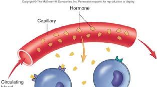 processes Endocrine glands secrete hormones that
