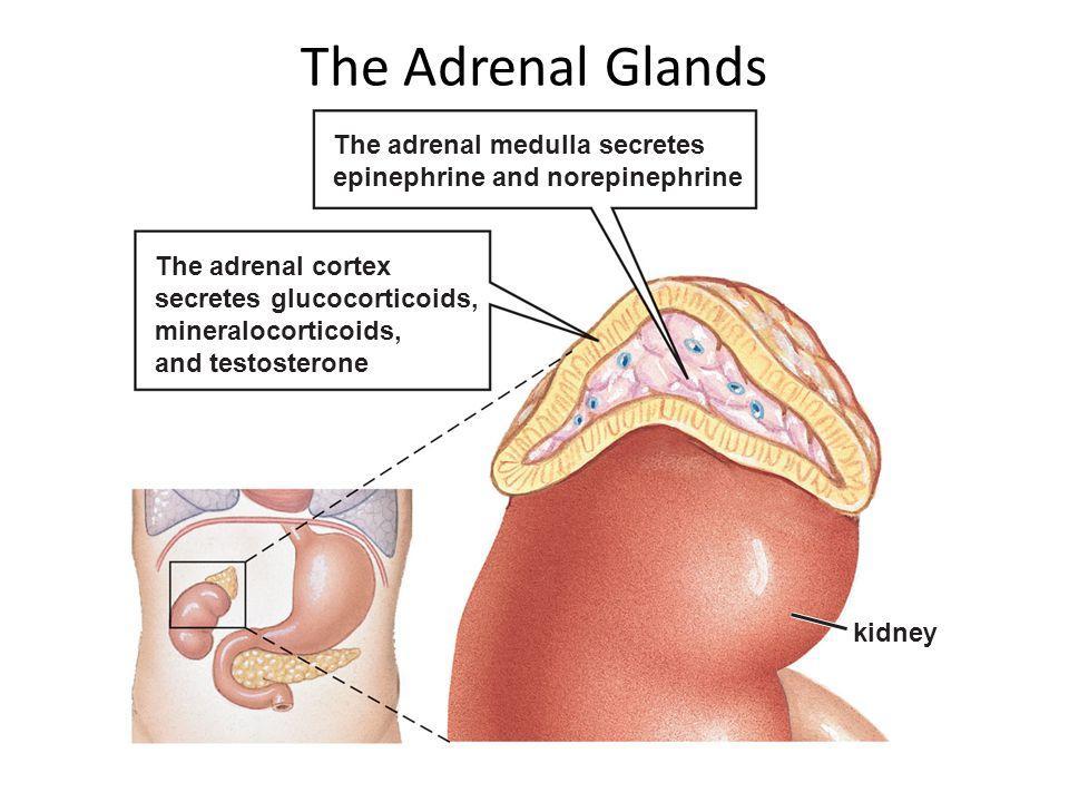 Adrenal Glands There are two adrenal glands both on each kidney and are composed of the adrenal medulla and the adrenal cortex. 1.
