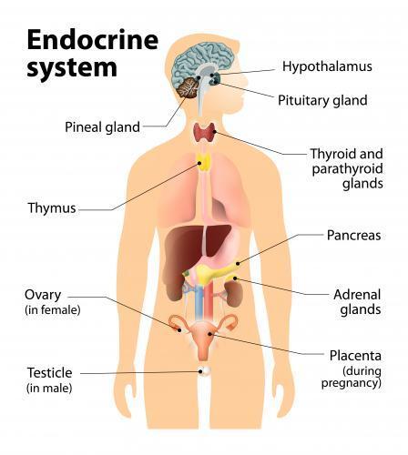 The Endocrine System Endocrine system-one of the two major systems for coordinating and controlling responses to stimuli. This is done through signals being carried through the bloodstream.