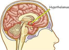 Hypothalamus The hypothalamus is the main control of the endocrine system, it uses nerves to know about the internal and external conditions and sends nervous or endocrine signals appropriately.