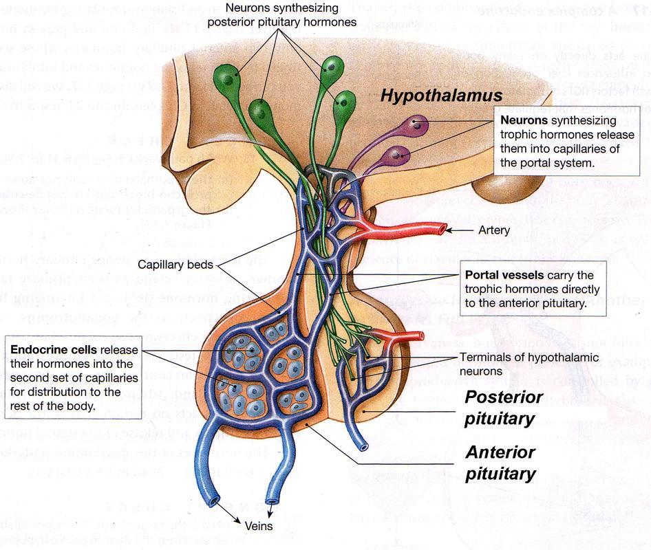 Pituitary Glands There are two lobes of the pituitary gland the anterior and posterior 1. the posterior is directly connected to the hypothalamus and stores its hormones 2.
